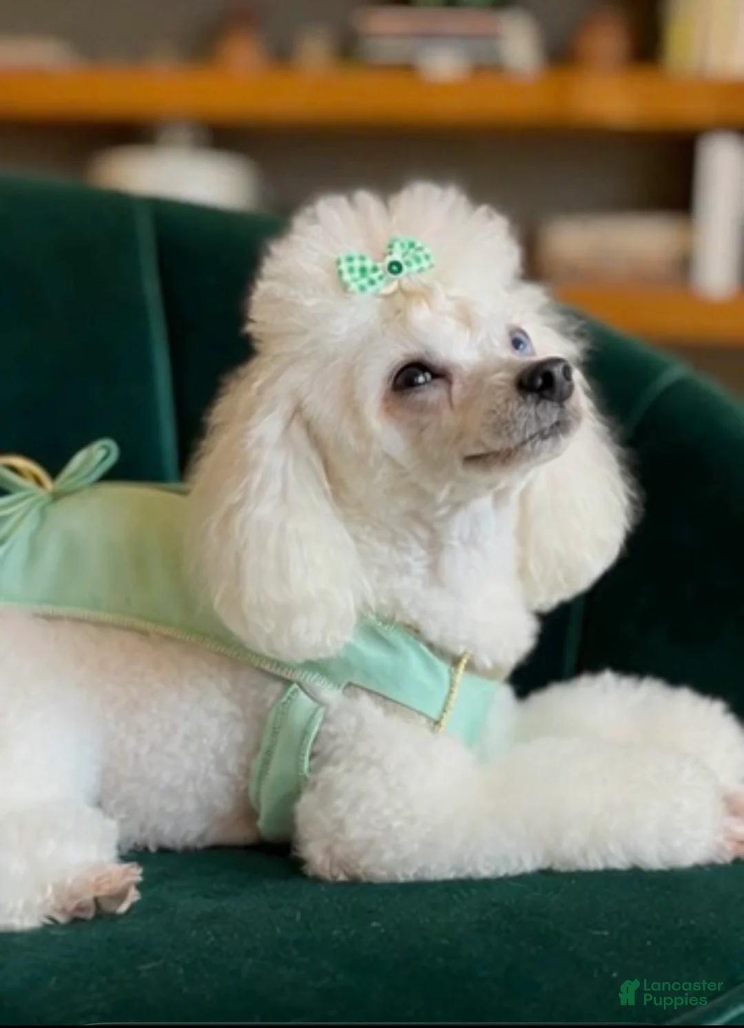 Toy Poodle dogs for sale: Toy Poodle 1 - Ad 2