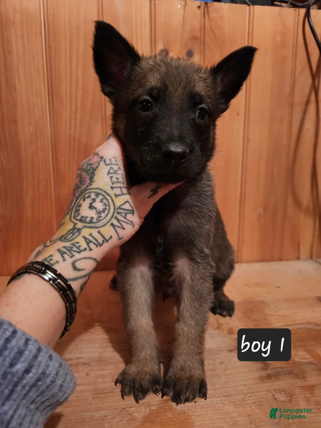 Belgian Malinois dogs for sale: Belgian Malinois Puppy 1 - Ad 6