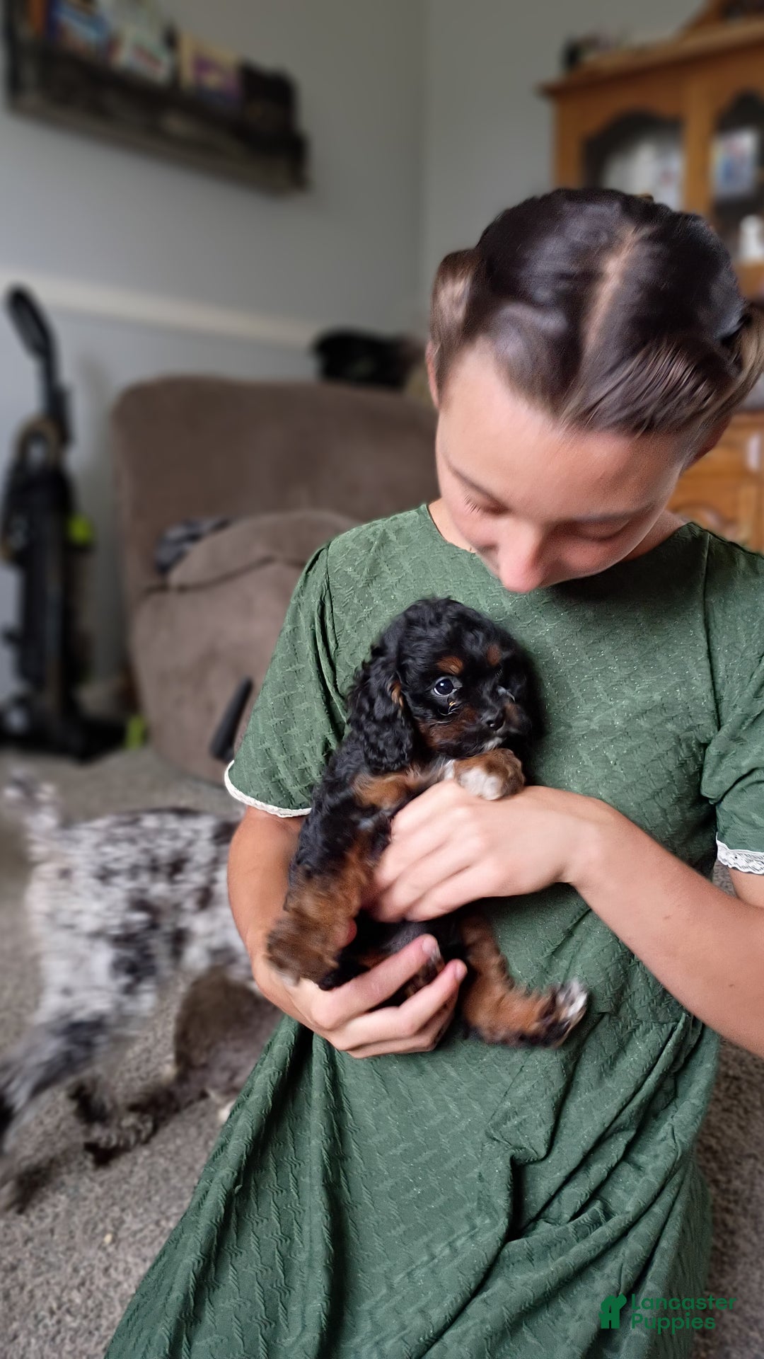 Cavapoo dogs for sale: Sasha - Ad 42