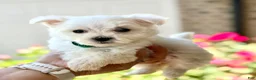 Maltese dogs for sale: Bella Maltese 3 - Ad 3