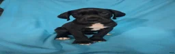 Great Dane dogs for sale: Green - Ad 4