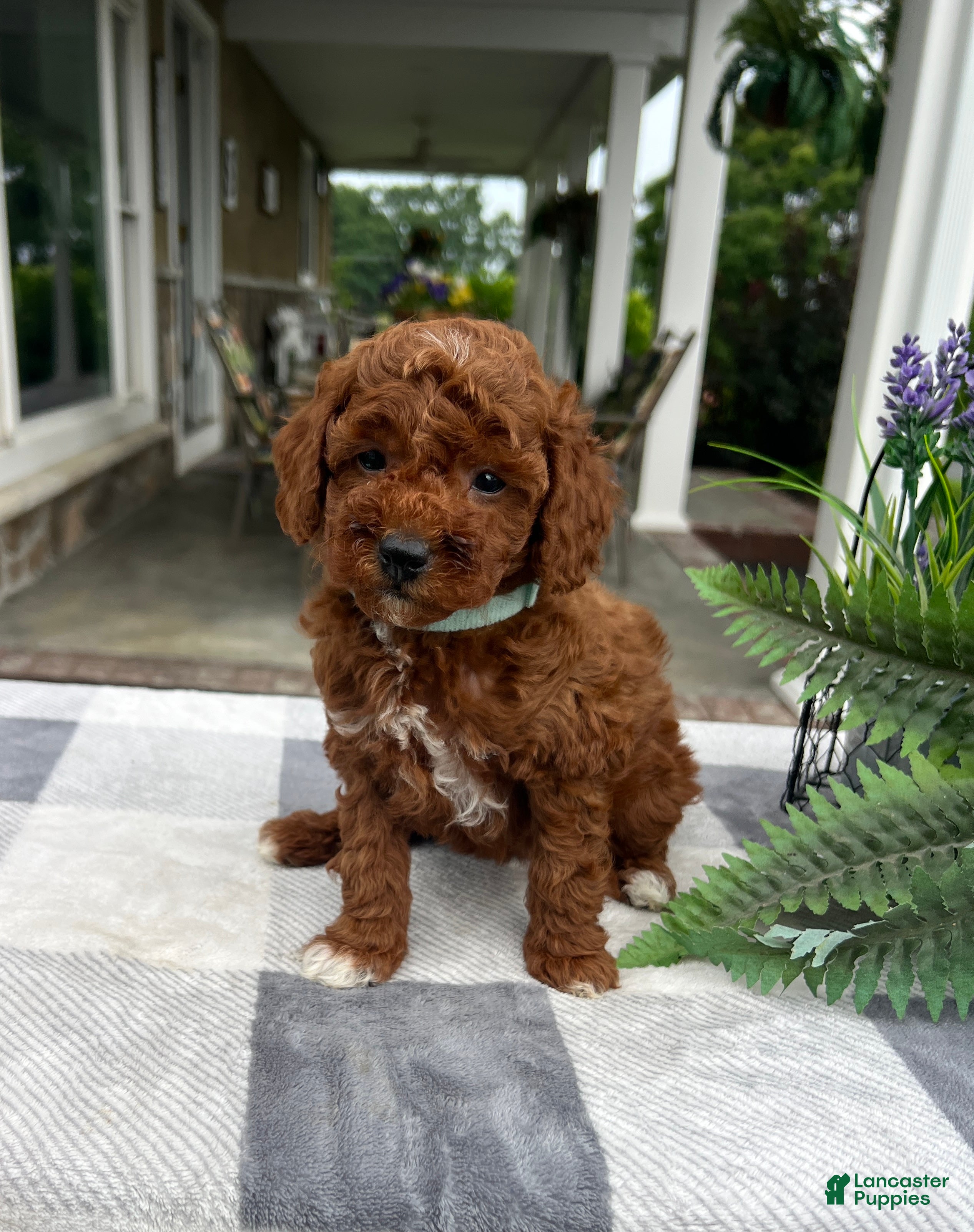 Mini Goldendoodle dogs Cali - Ad 2