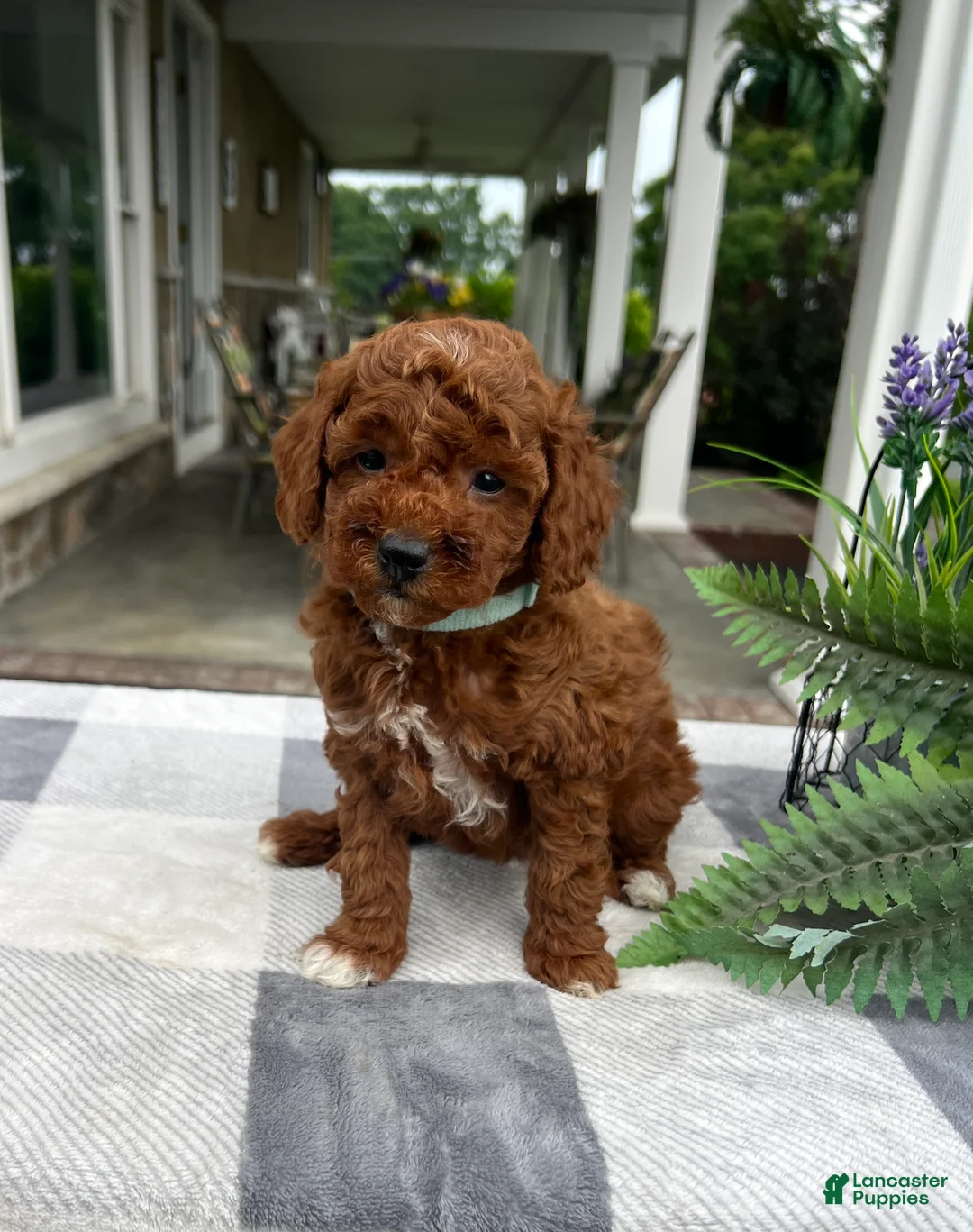 Mini Goldendoodle dogs for sale: Cali - Ad 2
