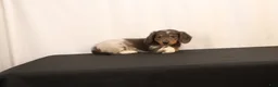 Dachshund dogs for sale: Oscar - Ad 8