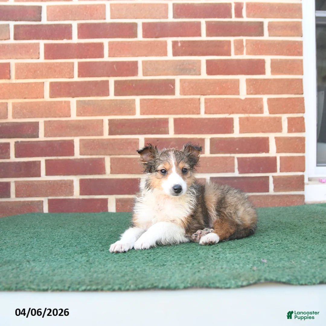 Sheltiedoodle dogs for sale: Paddington - Ad 3