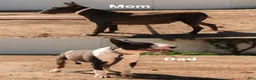 Bull Terrier dogs for sale: Bull Terrier 1 - Ad 5