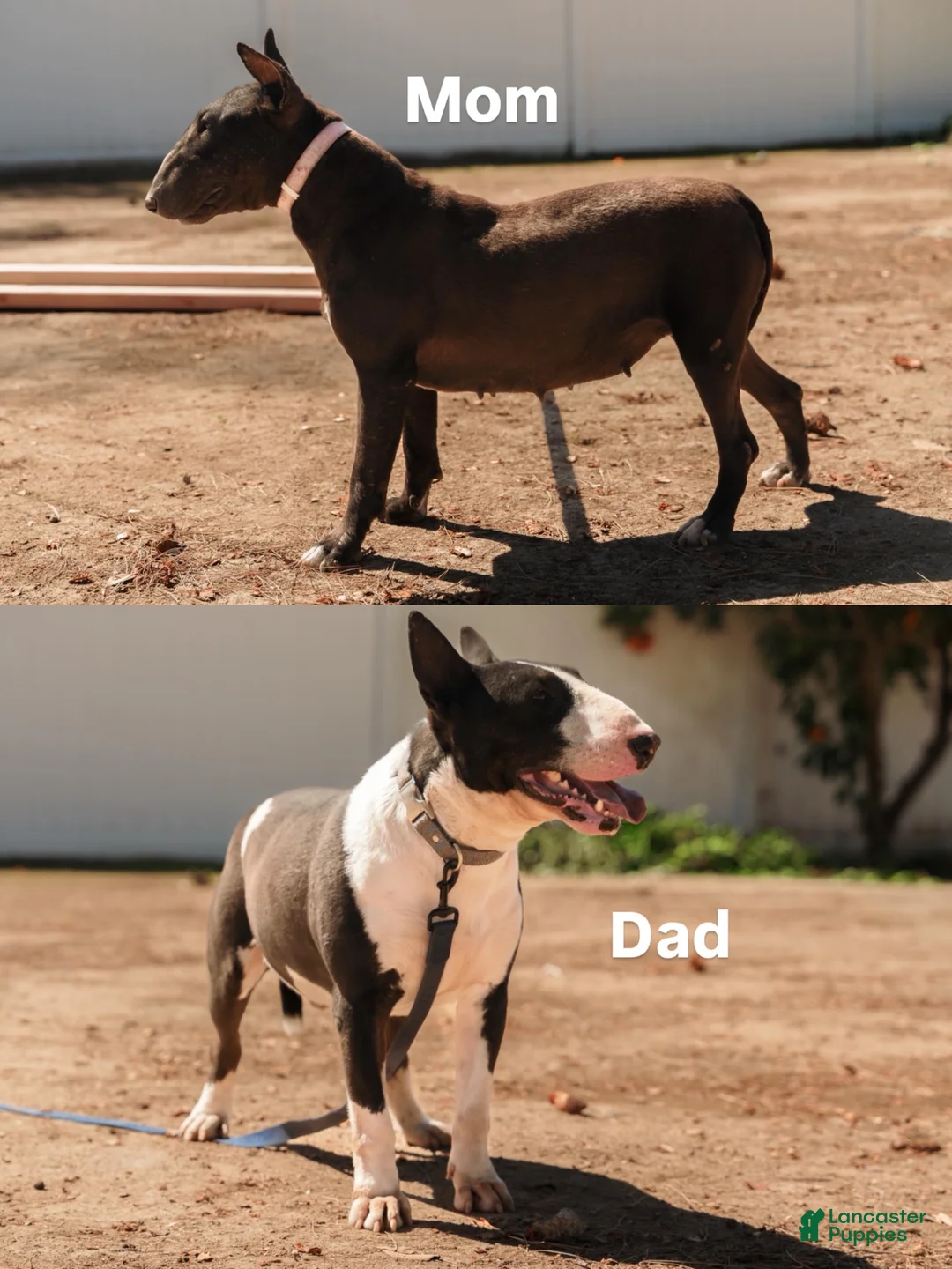 Bull Terrier dogs for sale: Bull Terrier 1 - Ad 5