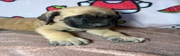 English Mastiff dogs for sale: Zeus (Pink) - Ad 3