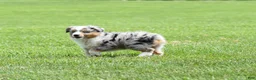 Miniature Australian Shepherd dogs for sale: London - Ad 8