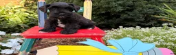 Miniature Schnauzer dogs for sale: Murphy - Ad 3