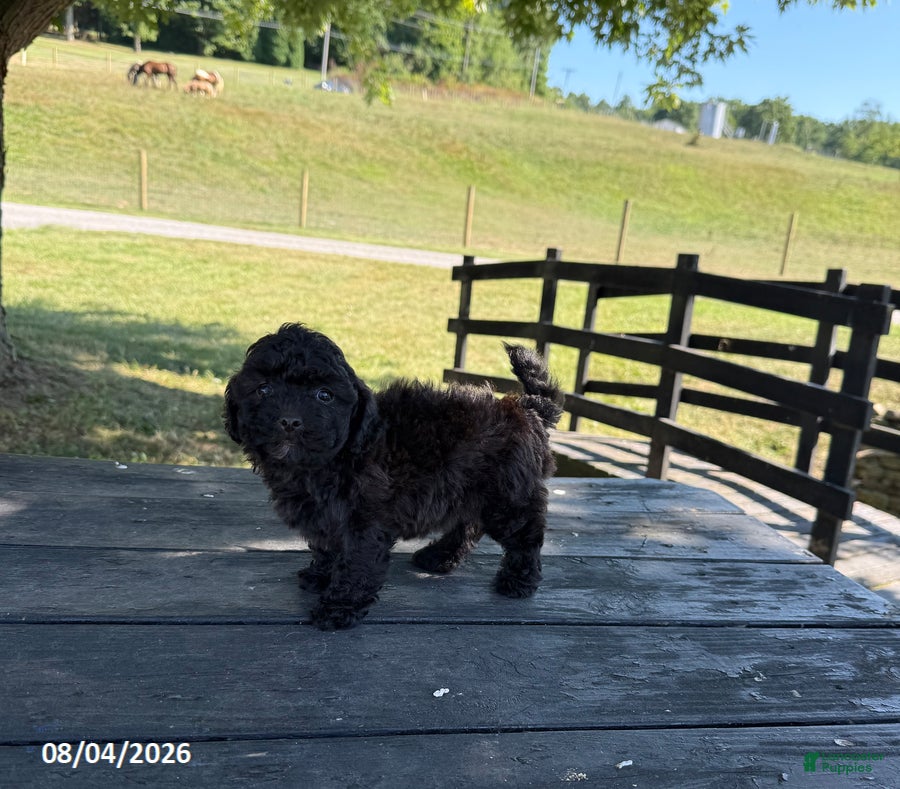 Mixed Breed dogs Sadie - Ad 2