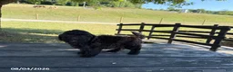 Mixed Breed dogs for sale: Sadie - Ad 2