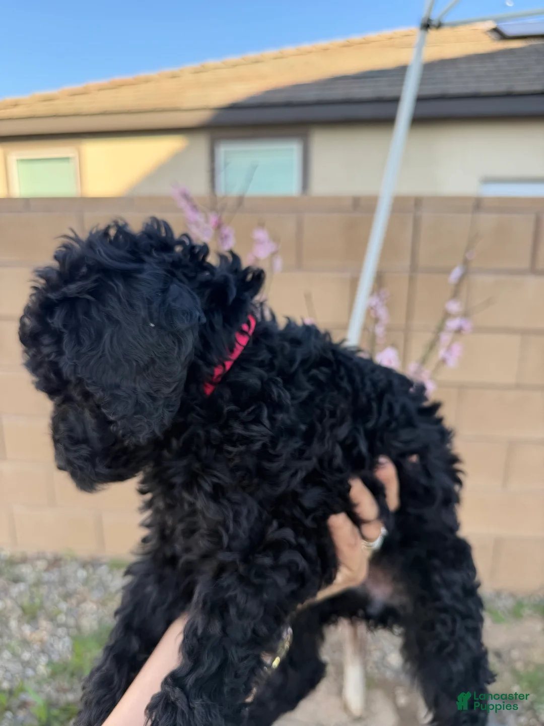 Goldendoodle dogs for sale: Goldendoodle Puppy 5 - Ad 1