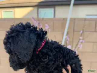 Goldendoodle dogs Goldendoodle Puppy 5 - Ad 5