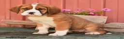 Mixed Breed dogs for sale: Kim  - Ad 2