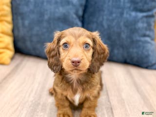 Miniature Dachshund dogs Cody - Ad 27