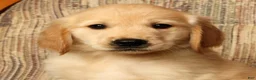 Golden Retriever dogs for sale: Mia - Ad 9