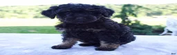 Mini Bernedoodle dogs for sale: Faith - Ad 5