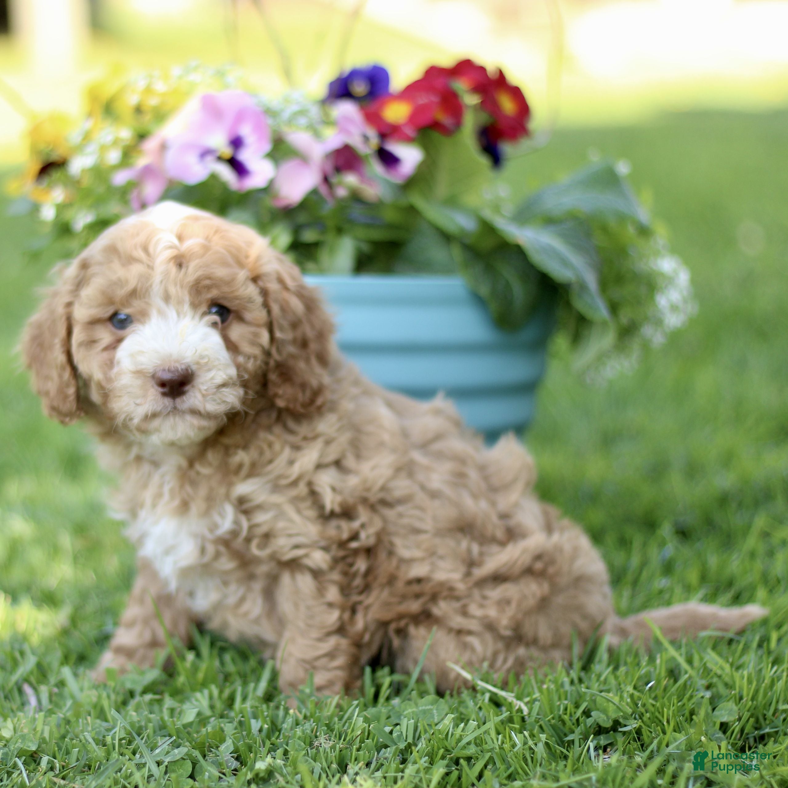 Cavapoo dogs Lamar  - Ad 1