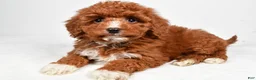 Cavapoo dogs for sale: Harper - Ad 9