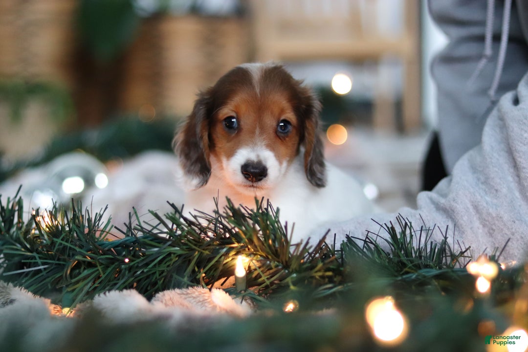 Miniature Dachshund dogs for sale: Theo - Ad 19