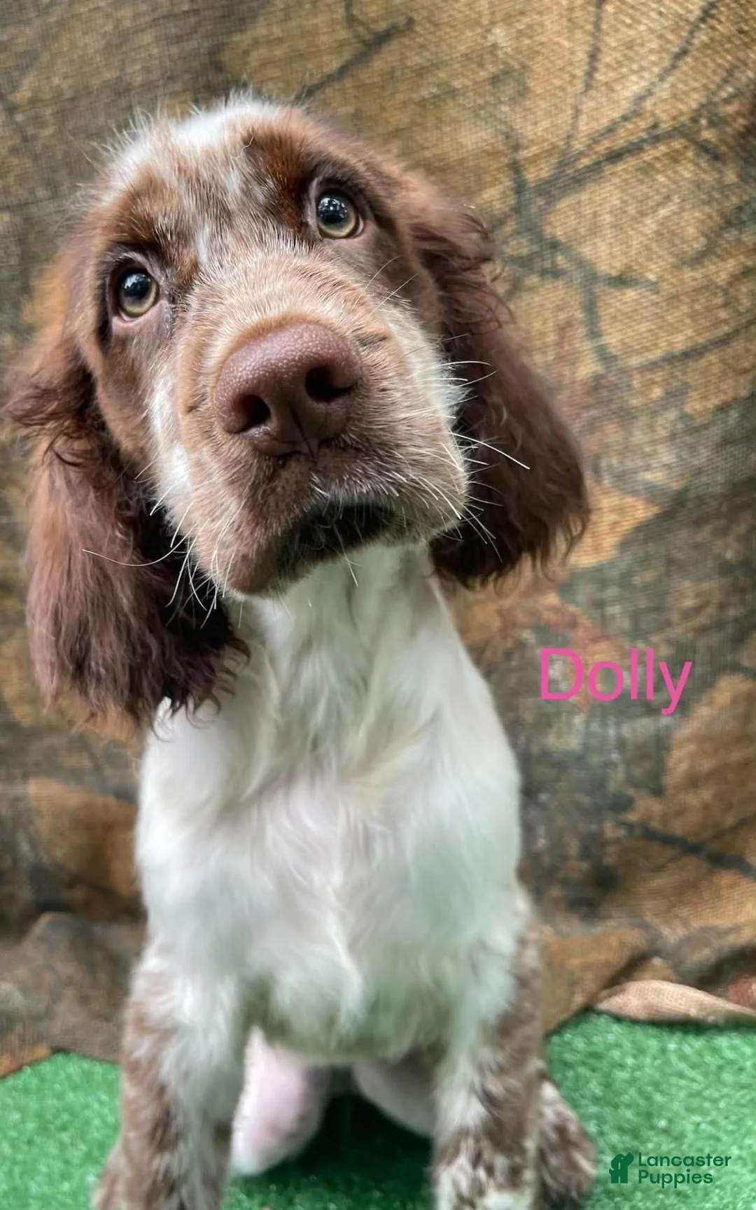 English Springer Spaniel dogs for sale: Dolly - Ad 1