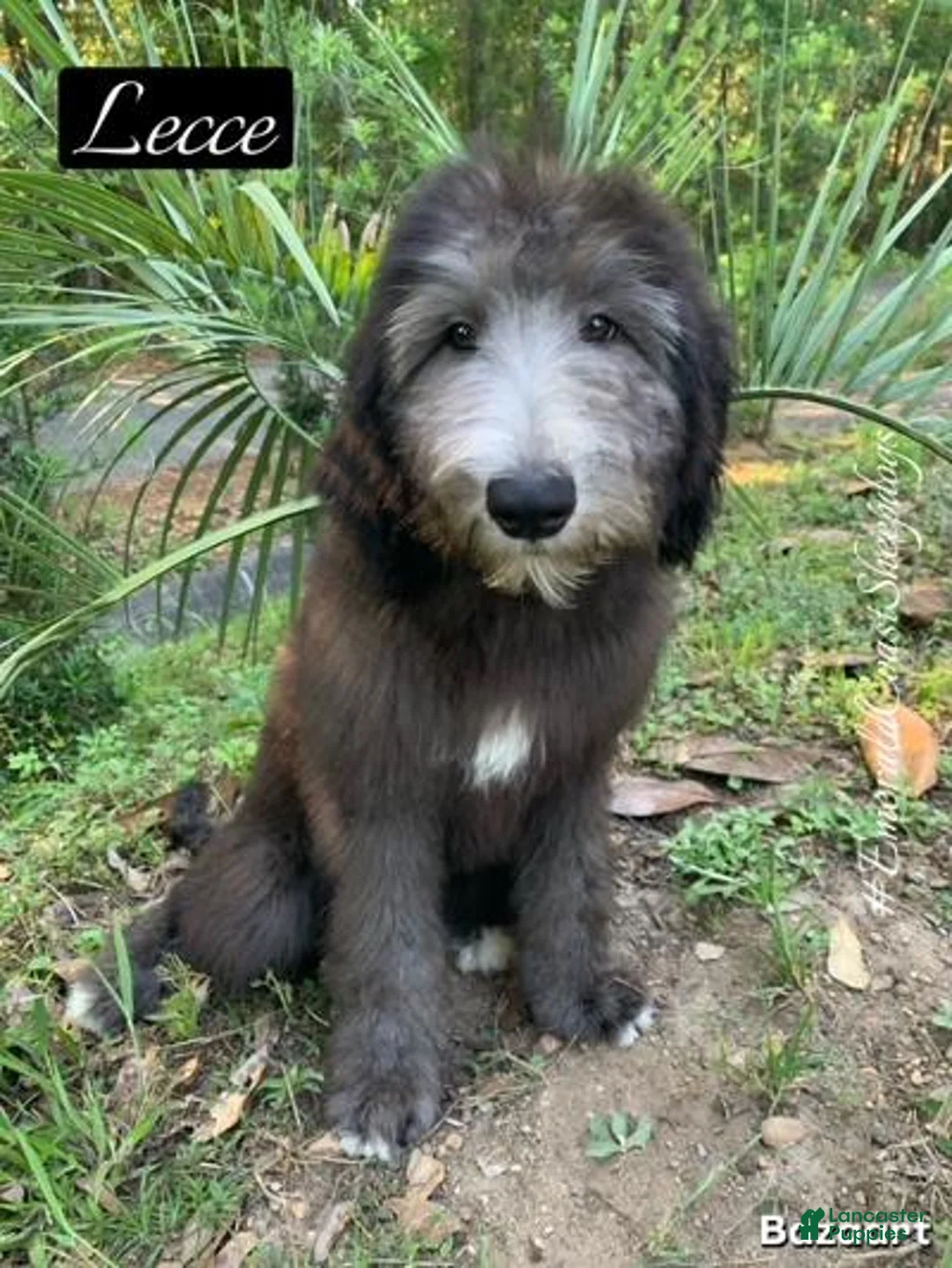 Sheepadoodle dogs for sale: Lecce - Ad 1