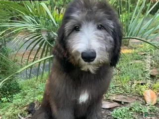 Sheepadoodle dogs for sale: Lecce - Ad 2