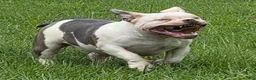 American Bully dogs for sale: Blue  - Ad 2