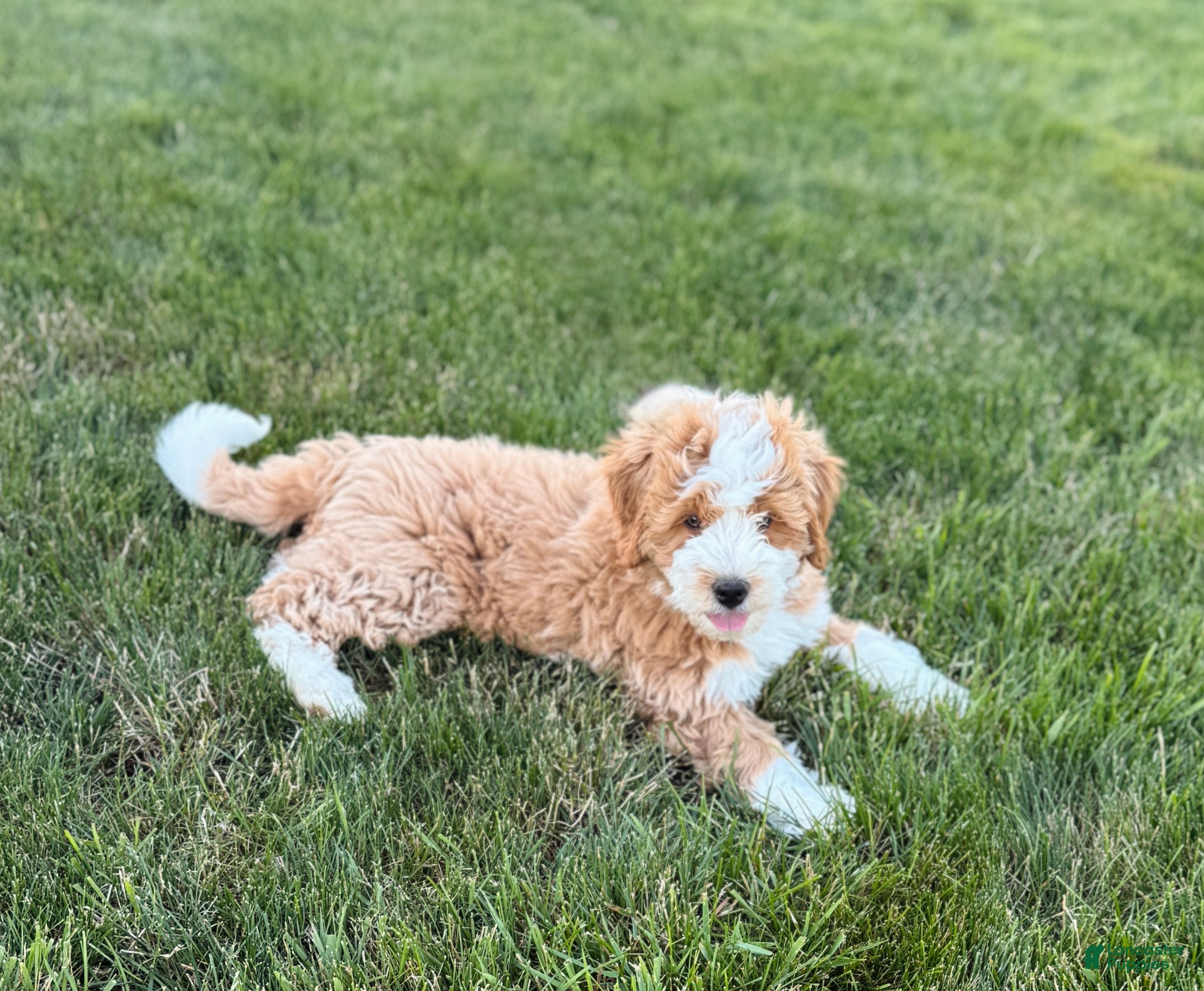 Bernedoodle dogs Myles - Ad 2