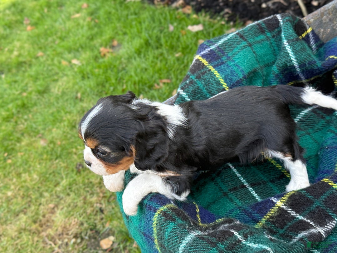 Cavalier King Charles Spaniel dogs for sale: Cutsie - Ad 7