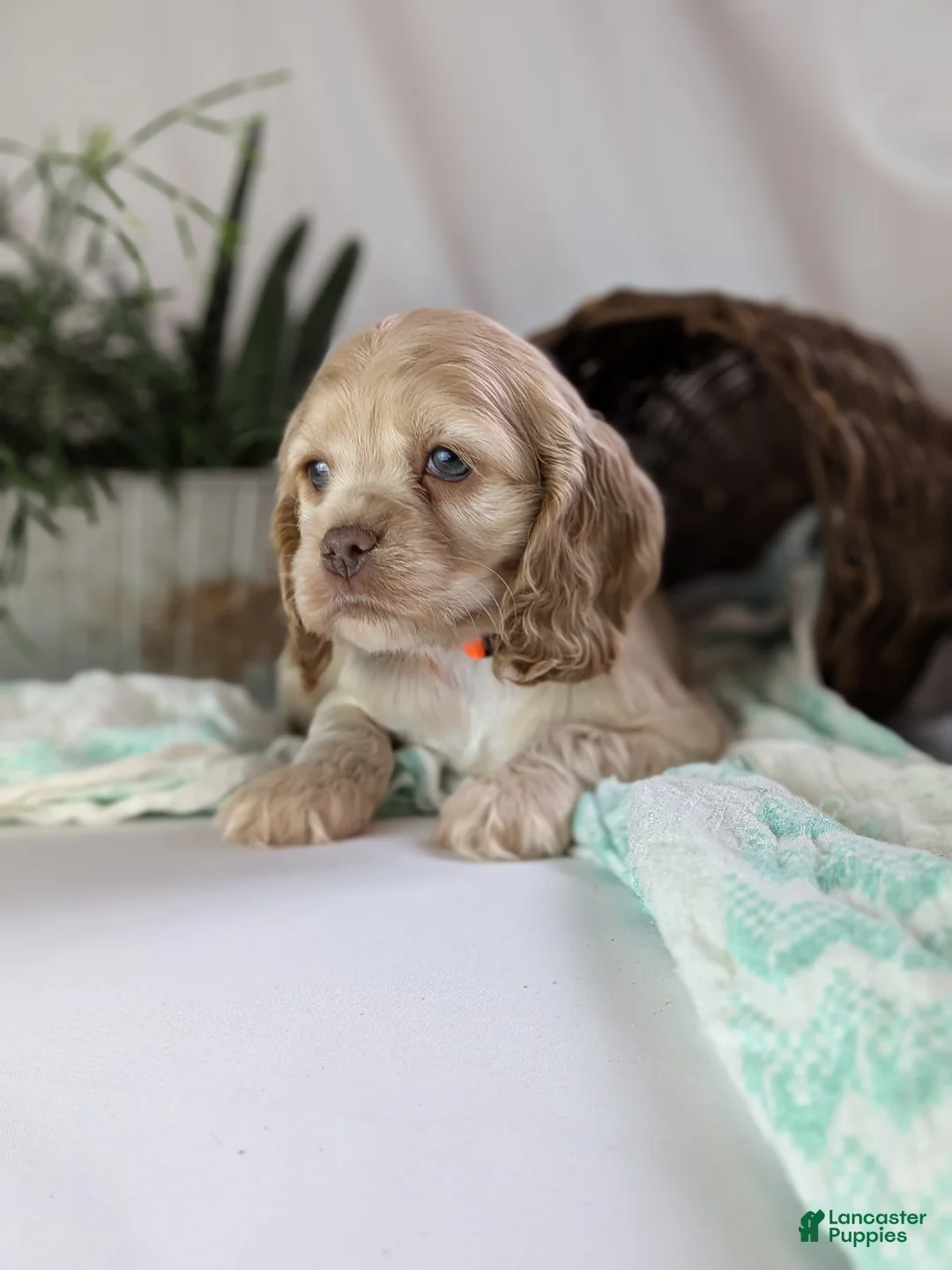 Cocker Spaniel dogs for sale: Zen - Ad 8