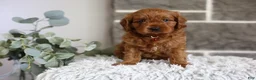 Cavapoo dogs for sale: Solly  - Ad 8