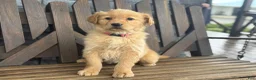 Golden Retriever dogs for sale: Taffy - Ad 5