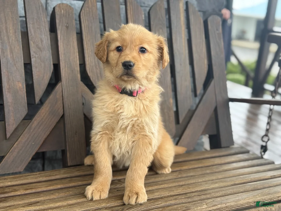 Golden Retriever dogs for sale: Taffy - Ad 5
