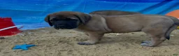 English Mastiff dogs for sale: Coral - Ad 3