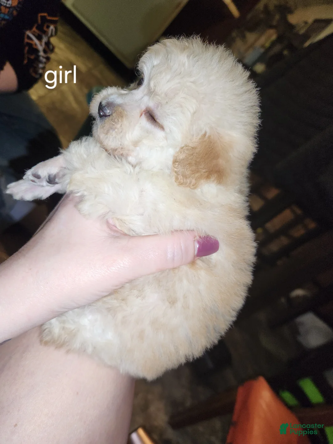 Havapoo dogs for sale: Havapoo Puppy 1 - Ad 8