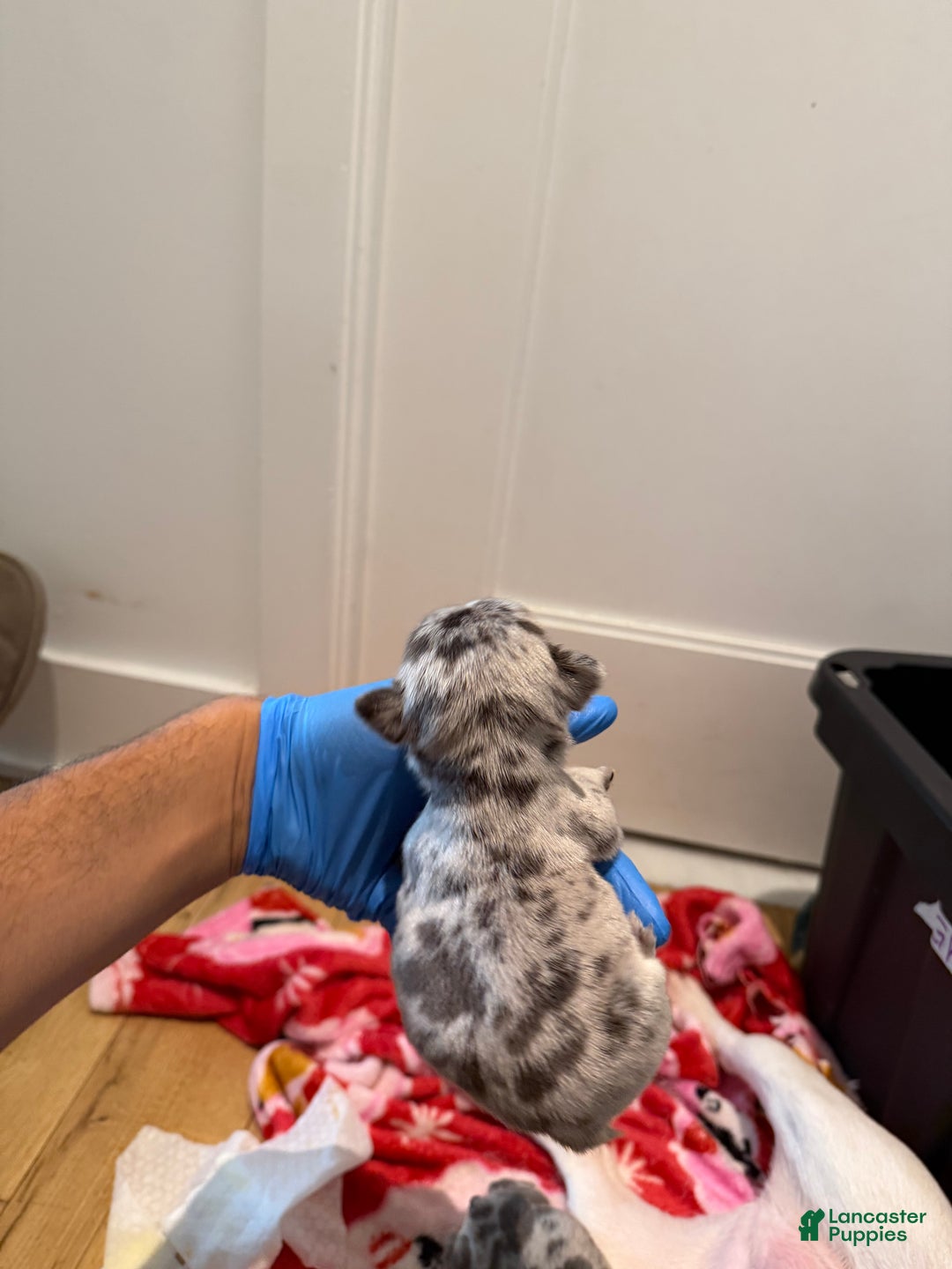 French Bulldog dogs for sale: Stormie - Ad 7