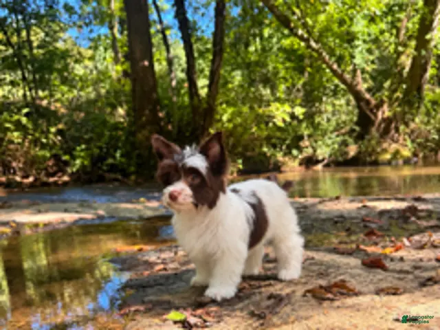Yorkshire Terrier dogs for sale: Cookie - Ad 2