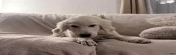 Golden Retriever dogs for sale: Blitz of Avalon male golden retriever - Companion family profile - Ad 9