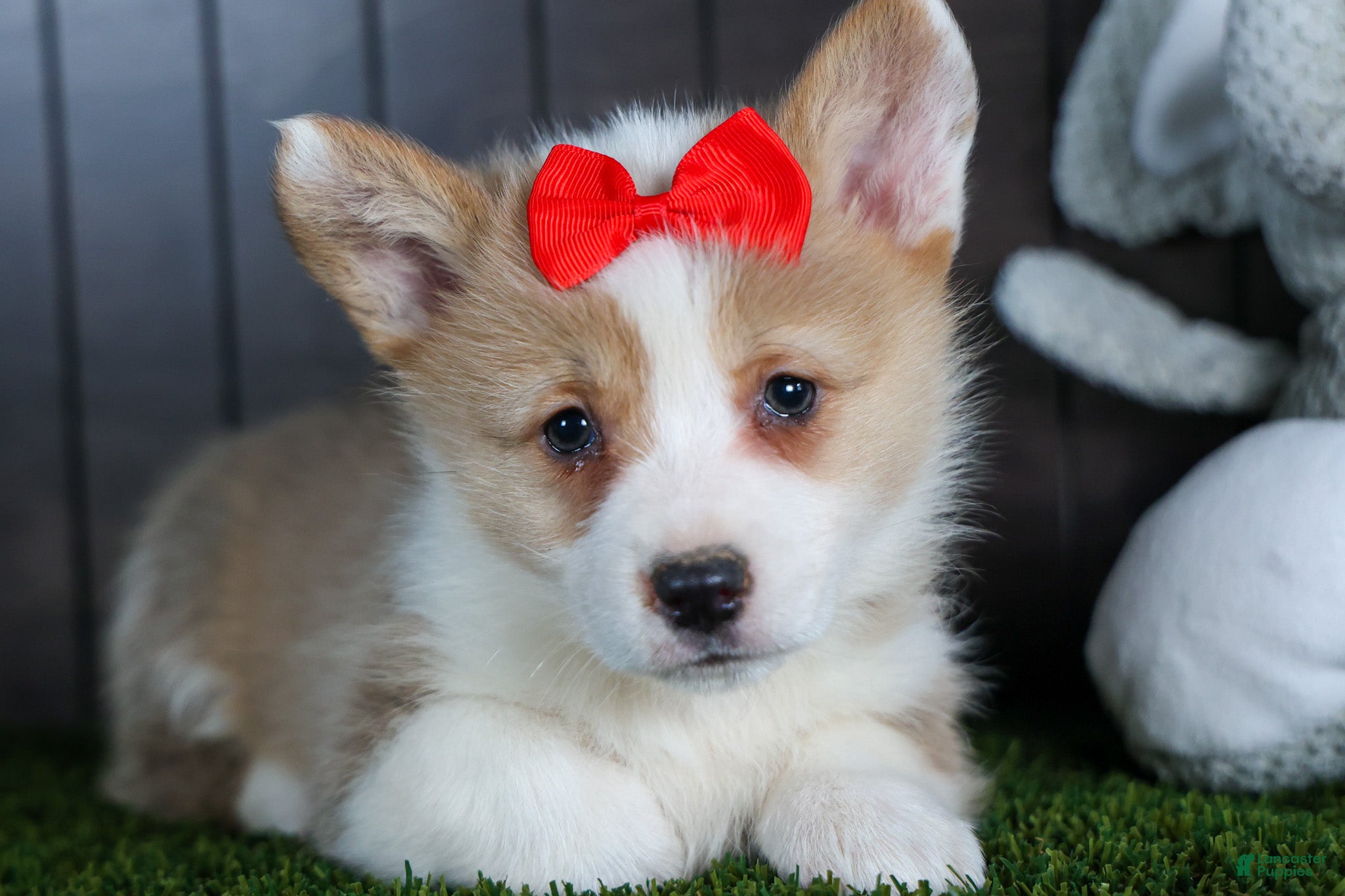 Welsh Corgi Pembroke dogs Raya - Ad 1
