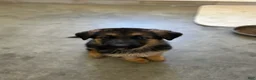 German Shepherd dogs for sale: Independence “Indy” - Ad 9