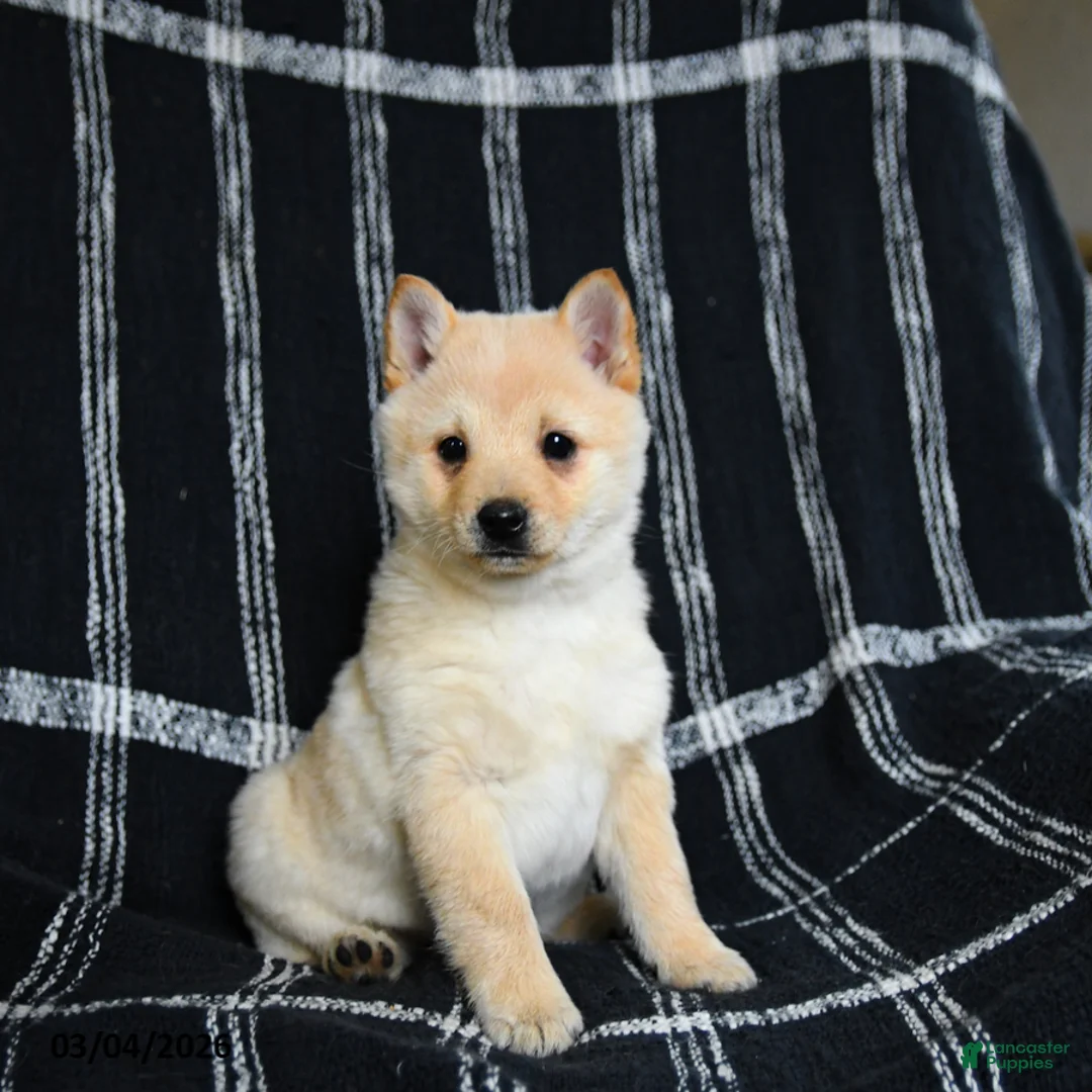 Schipperke dogs for sale: Fifi - Ad 2