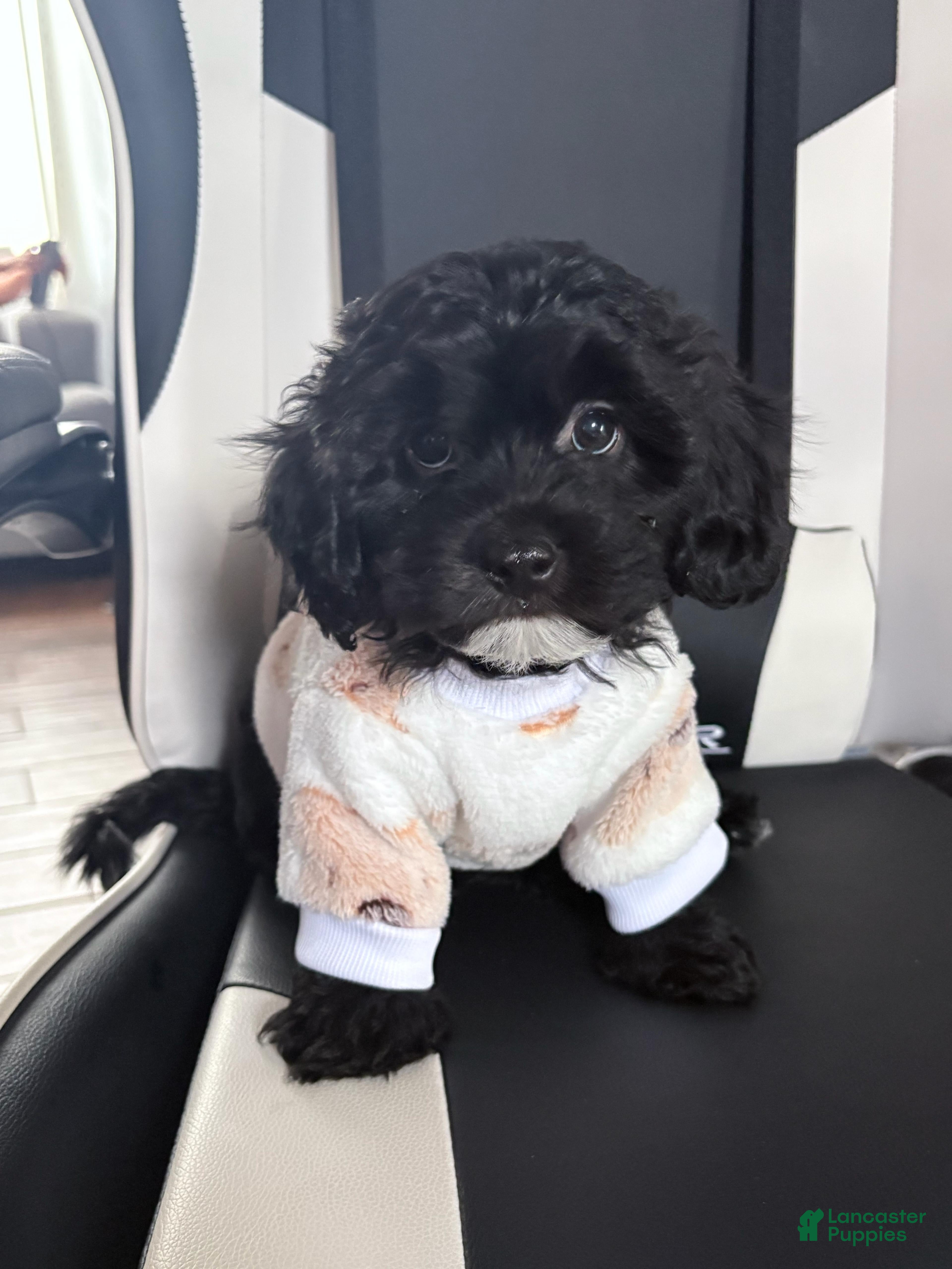 Mixed Breed dogs Noir  - Ad 1