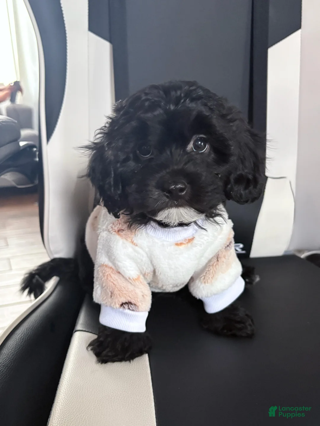 Mixed Breed dogs for sale: Noir  - Ad 1