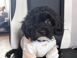 Mixed Breed dogs for sale: Noir - Ad 2