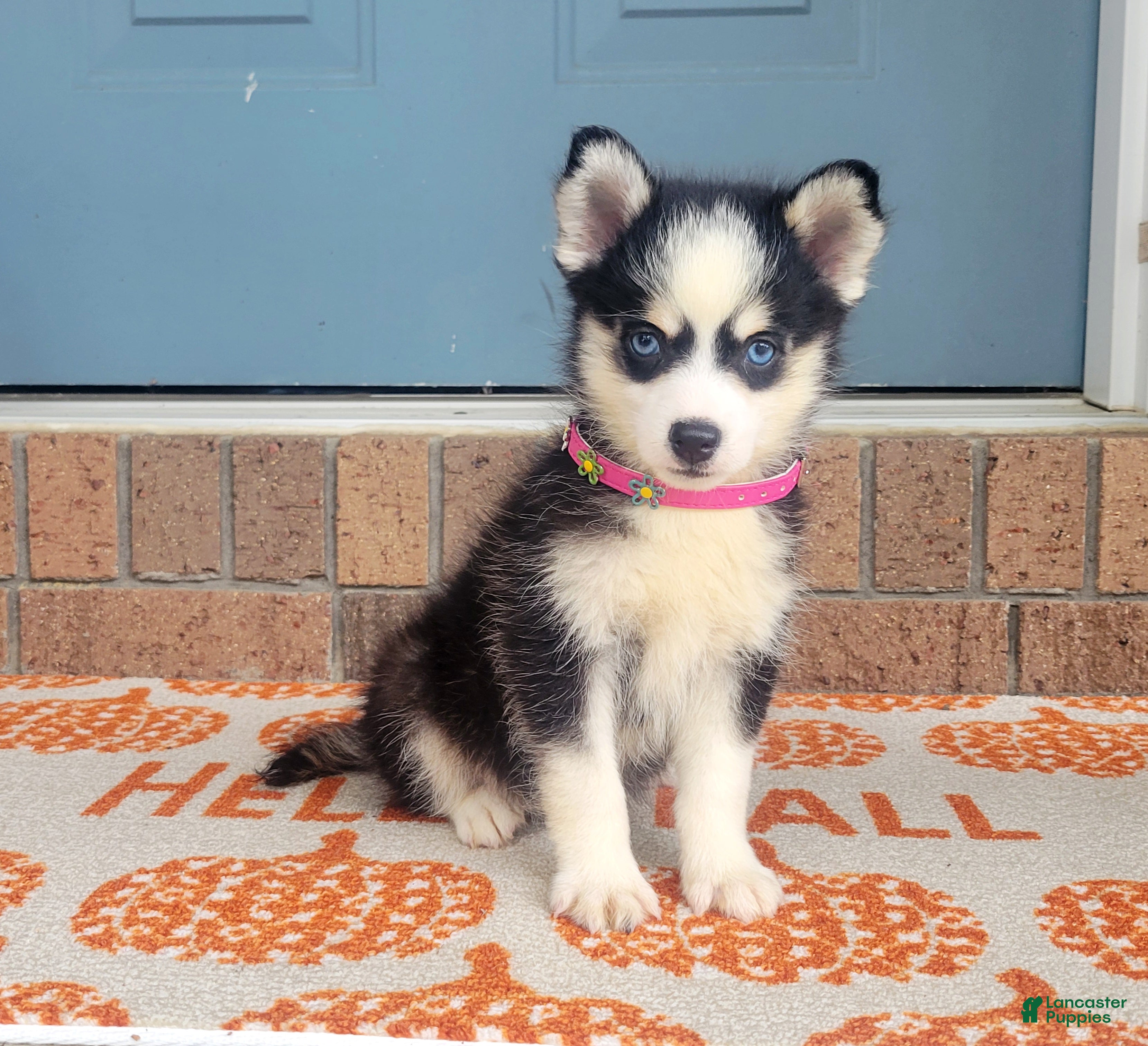 Pomsky dogs Penny - Ad 1