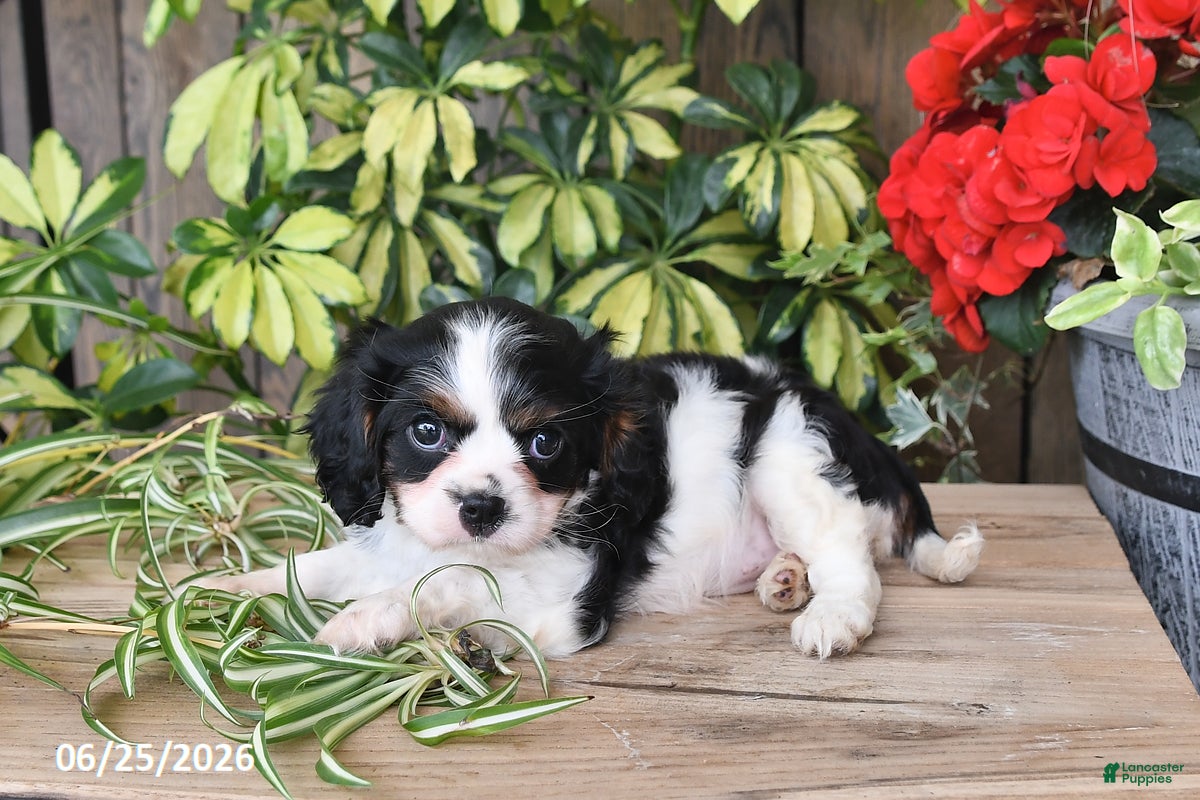Cavalier King Charles Spaniel dogs Tina - Ad 2