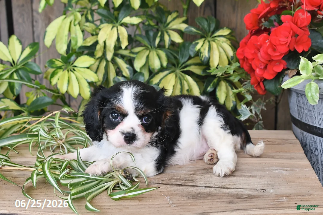 Cavalier King Charles Spaniel dogs for sale: Tina - Ad 2