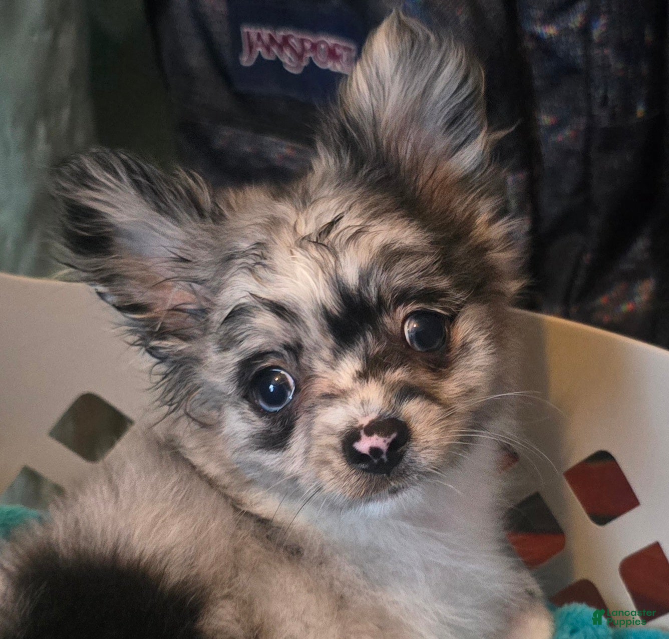 Ivan Pointer Plott Hound Mix Top Dog Sitters And Boarders In